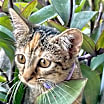 Thumbnail photo of Sugar #4