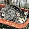 Thumbnail photo of Kit kat #1