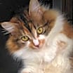 Thumbnail photo of Lady Catherine #1