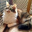 Thumbnail photo of Lady Catherine #4