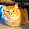 Thumbnail photo of Cinnamon #1