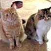 Thumbnail photo of Cinnamon #2
