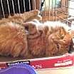 Thumbnail photo of Cinnamon #3