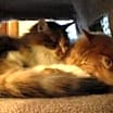 Thumbnail photo of Cinnamon #4