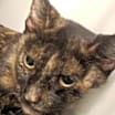 Thumbnail photo of Valerie #1