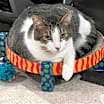 Thumbnail photo of Oaken #1