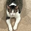 Thumbnail photo of Oaken #2