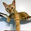 Thumbnail photo of Dorito #1