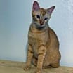 Thumbnail photo of Dorito #3