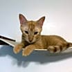 Thumbnail photo of Dorito #4