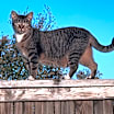 Thumbnail photo of Kit kat #3