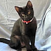 Thumbnail photo of Java, I'm Gentle! Adopt Me With Daisy! #1