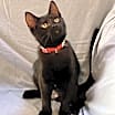 Thumbnail photo of Java, I'm Gentle! Adopt Me With Daisy! #2