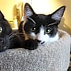 Thumbnail photo of Java, I'm Gentle! Adopt Me With Daisy! #4