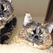 Thumbnail photo of Vienna & Mocha #1