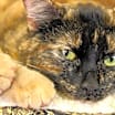 Thumbnail photo of Vienna & Mocha #3