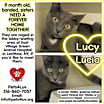 Thumbnail photo of Lucy - Bob #2