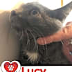 Thumbnail photo of Lucy - Bob #3