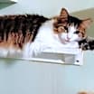 Thumbnail photo of Dexter #1