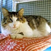 Thumbnail photo of Dexter #4