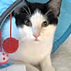 Thumbnail photo of Hampton #1