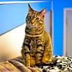 Thumbnail photo of Tabby #2