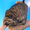 Thumbnail photo of Tabby #4