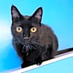 Thumbnail photo of Taffy #3