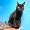 Thumbnail photo of Taffy #1