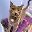 Thumbnail photo of Maggie #1