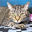 Thumbnail photo of Tabby #3