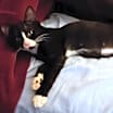Thumbnail photo of Lily #3