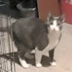 Thumbnail photo of Lola #3