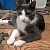 Thumbnail photo of Lola #1