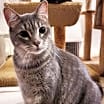 Thumbnail photo of Radar Tom #2