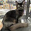 Thumbnail photo of Kitty Bang Bang #2