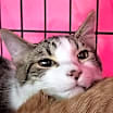 Thumbnail photo of Oaken #3