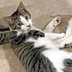Thumbnail photo of Oaken #4