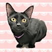 Thumbnail photo of Dinah #1