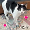 Thumbnail photo of Loverboy #1