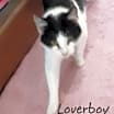 Thumbnail photo of Loverboy #2