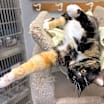 Thumbnail photo of Gabby #4