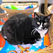 Thumbnail photo of Bea #2