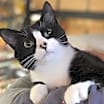 Thumbnail photo of JOLLY JOY #1