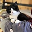 Thumbnail photo of JOLLY JOY #2