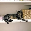 Thumbnail photo of Felicia #3