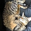 Thumbnail photo of Felicia #4