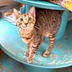 Thumbnail photo of Kiwi #1