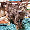 Thumbnail photo of Kiwi #2