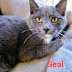Thumbnail photo of Seal #4